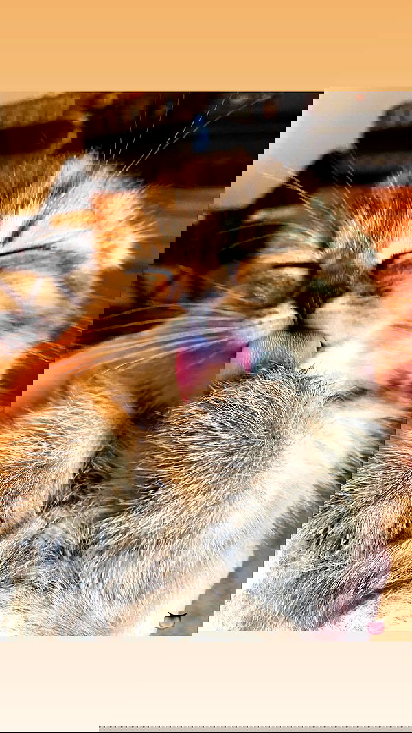 taylor.creeden taylor.creeden archive image