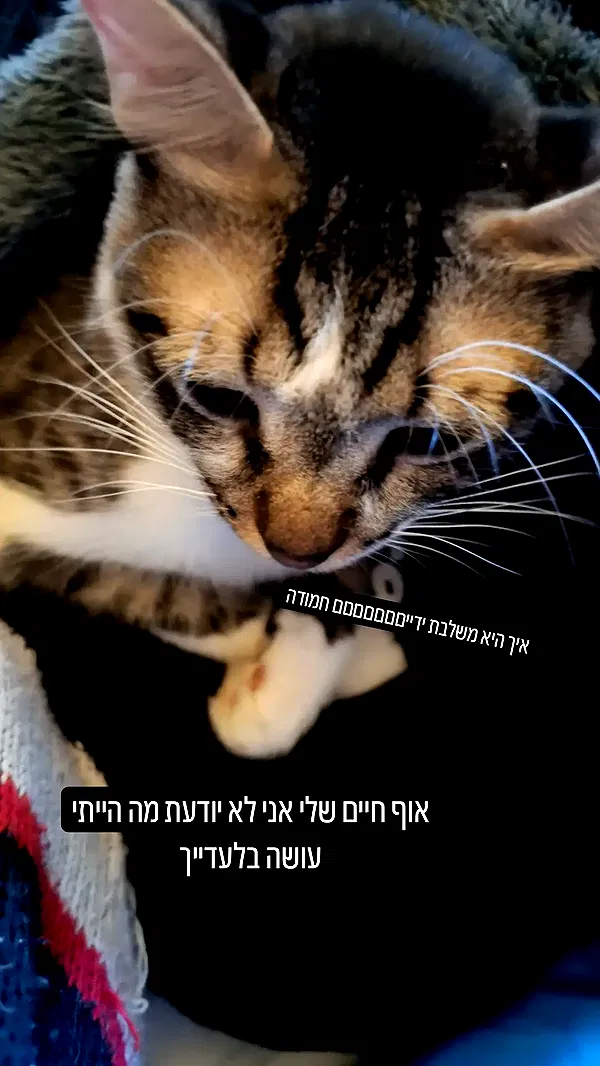 moonyyyya moonyyyya archive image