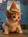 lydiavioletofficial Altpins Profile Picture