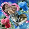 carmaxlla Altpins Profile Picture