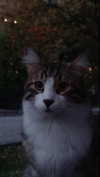 eceebayraktr Altpins Profile Picture