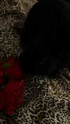 efrat_elmalich Altpins Profile Picture