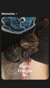 rott3nbambi Altpins Profile Picture