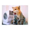 lai_931201 Altpins Profile Picture