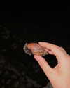 katiehamden_ Altpins Profile Picture
