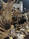 crocodile.notes Altpins Profile Picture