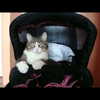 sychevskaya Altpins Profile Picture