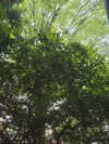 zuhazana Altpins Profile Picture