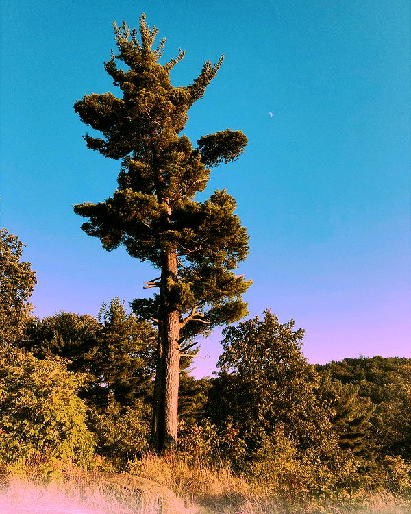 hallucineon instagram image archive image