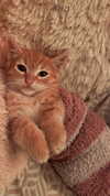 helikoous Altpins Profile Picture