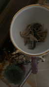 teakitten_ Altpins Profile Picture