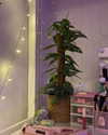 _urbaneva Altpins Profile Picture