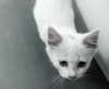 hav_oku Altpins Profile Picture
