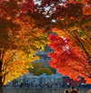 taratornquist Altpins Profile Picture