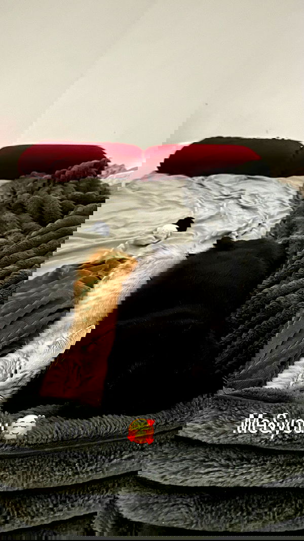 mishel116 mishel116 archive image