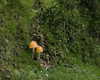 petite.carrot Altpins Profile Picture