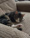 jahia_brown Altpins Profile Picture