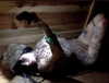 zommmbri Altpins Profile Picture