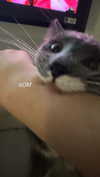 minenmi_ Altpins Profile Picture