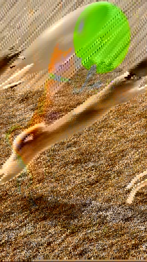 zommmbri zommmbri archive image