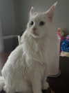 lamegfff Altpins Profile Picture
