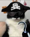 catl0verr69 Altpins Profile Picture