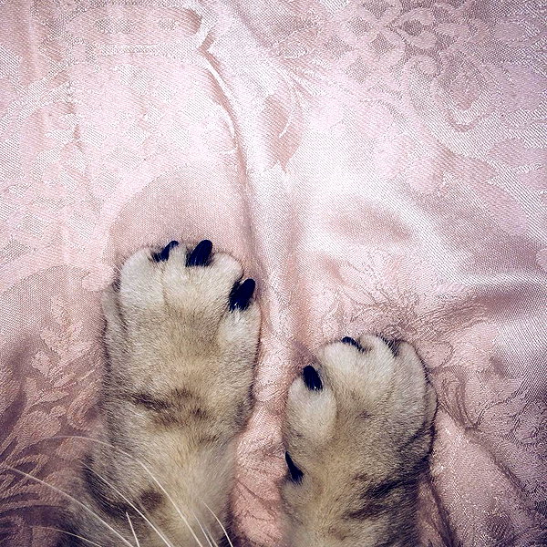 alishevs instagram image archive image