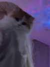 mennyaah Altpins Profile Picture