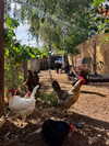 mollieruck Altpins Profile Picture