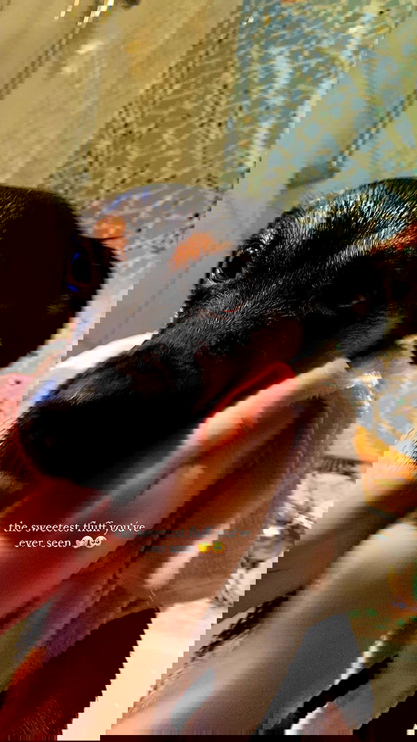 manjolamuriqi manjolamuriqi archive image