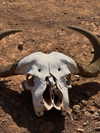vanessa.rhd Altpins Profile Picture