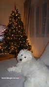 minicuta Altpins Profile Picture