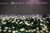 imo00_2 Altpins Profile Picture