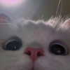 yuna_1_27 Altpins Profile Picture