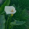 haileylayfield Altpins Profile Picture