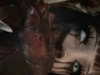 asylome Altpins Profile Picture