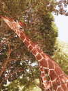 ofri.elul Altpins Profile Picture