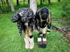prettys1ckkkk Altpins Profile Picture