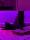 nicoleponyxox Altpins Profile Picture