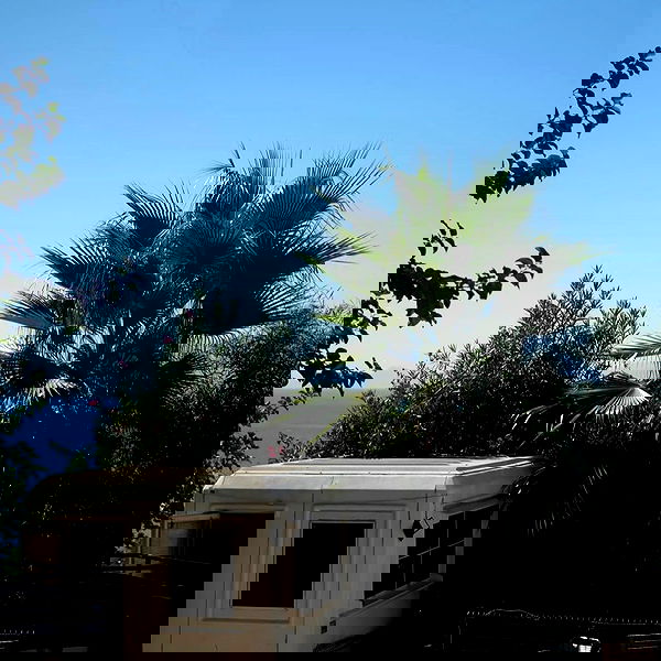 pollcherri pollcherri archive image