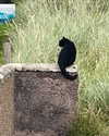 jahia_brown Altpins Profile Picture