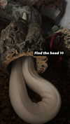 alyri_tv Altpins Profile Picture