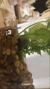 teakitten_ Altpins Profile Picture