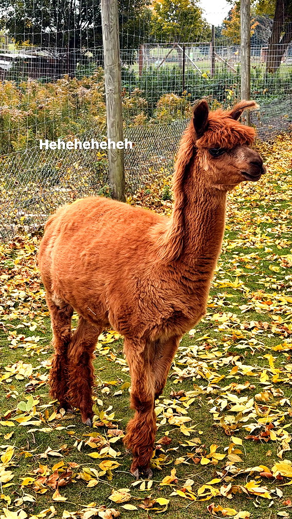 melodyoz instagram image archive image