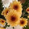 madelame Altpins Profile Picture