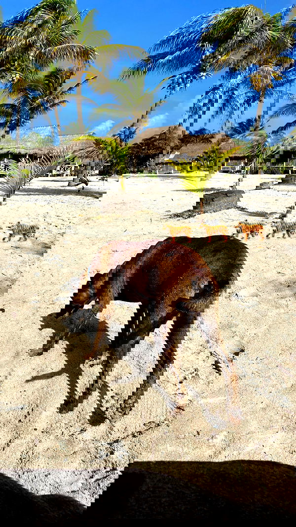 manjolamuriqi manjolamuriqi archive image