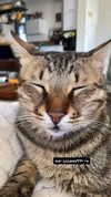 ronyida_ Altpins Profile Picture