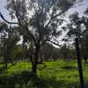strawberryshanz Altpins Profile Picture