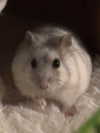 v.qx Altpins Profile Picture