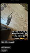 carmaxlla Altpins Profile Picture